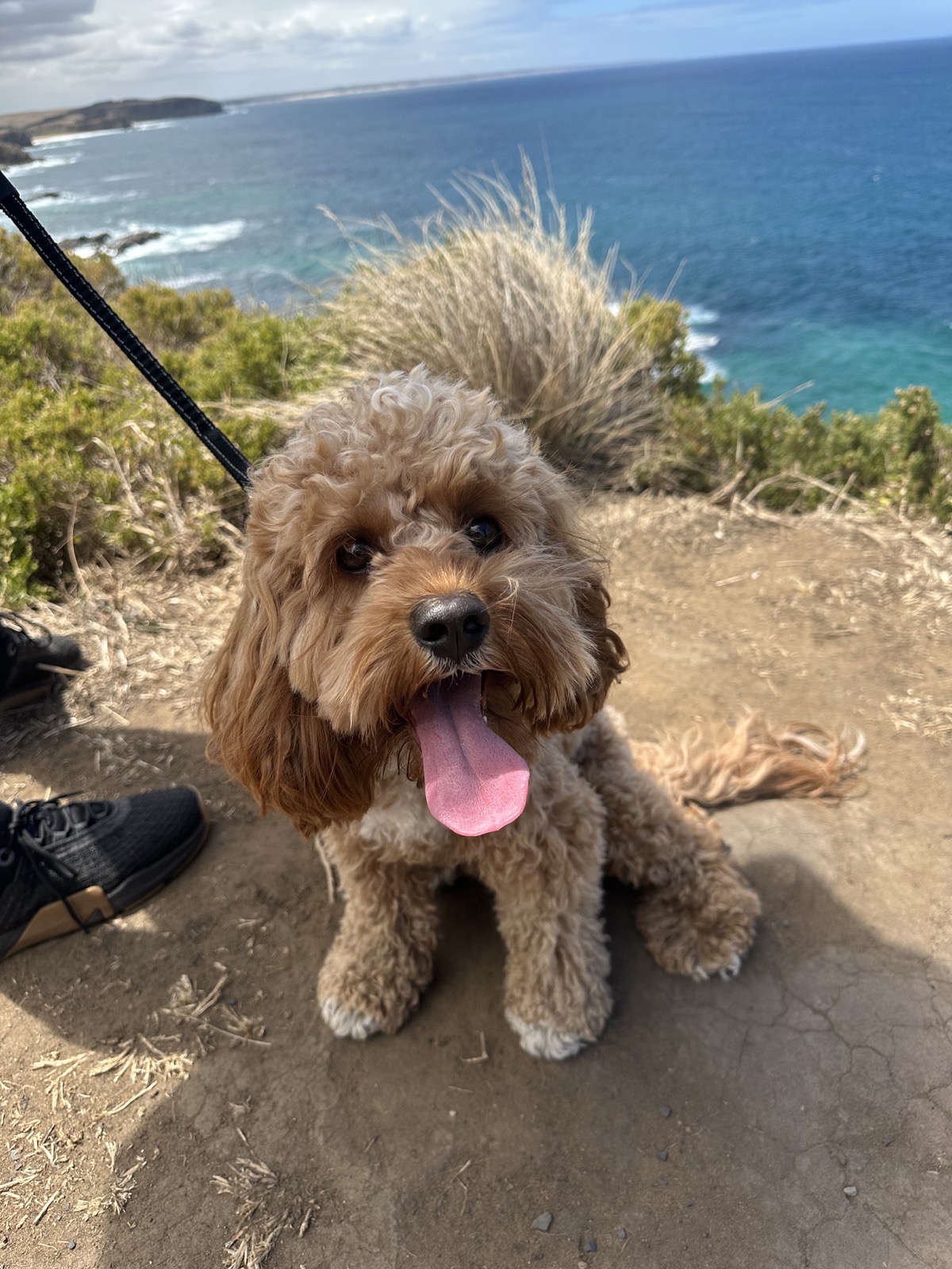 Cookie after an 18 km hike in December 2024